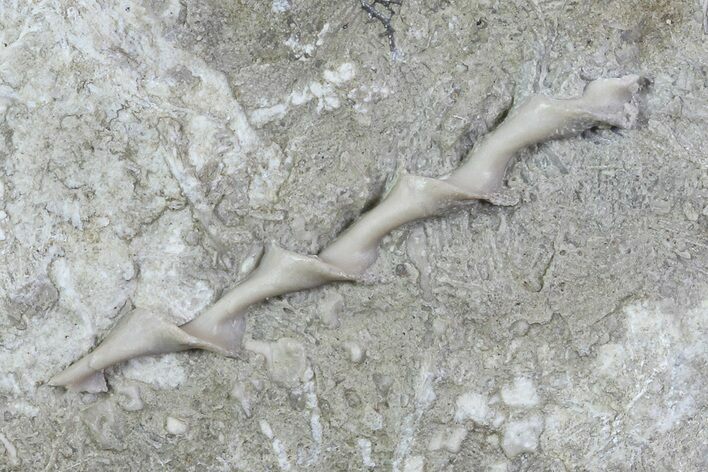 Archimedes Screw Bryozoan Fossil - Illinois #74306